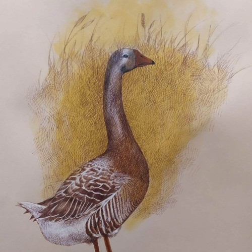 disegnare-gli-animali-massimo-lupato-art-01