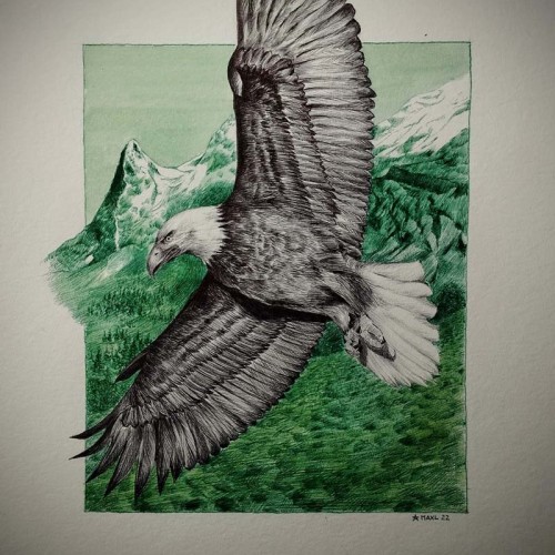 Illustrazione naturalistica- Paesaggio montano e acquila penna biro nera e verde